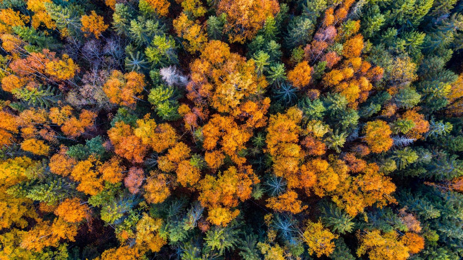 Aerieal view of a forest.